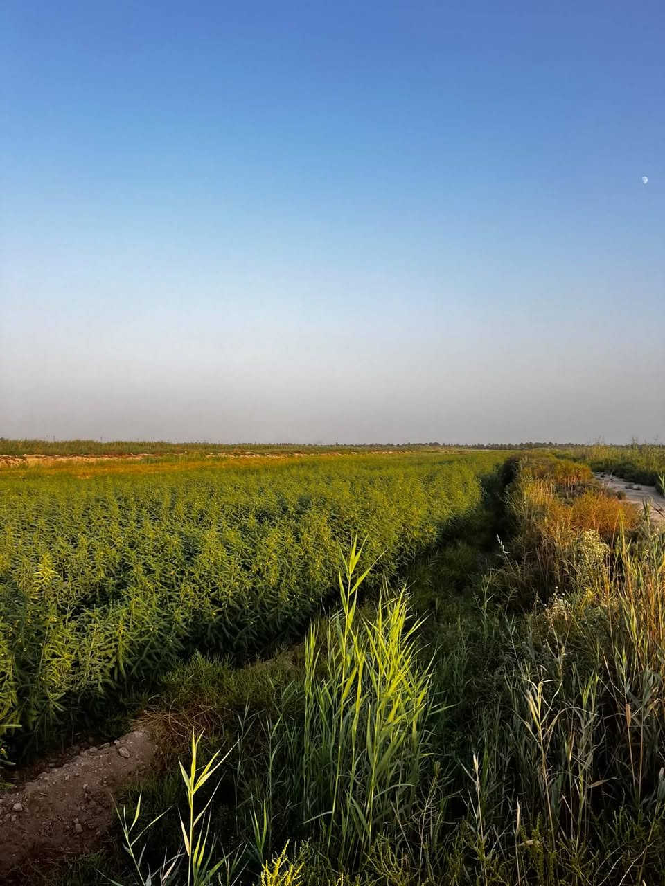 السلام عليكم ظمان سيسبان ٤٠ دونم +(٧)دوانم جله واسط قضاء العزيزية ***********
