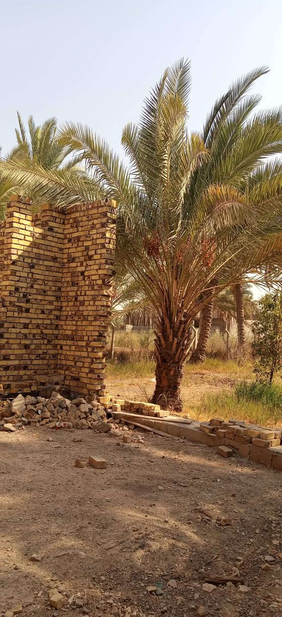 طريق العلويه شريفه • ٢٧٠٠م • ٢٨ نخلة