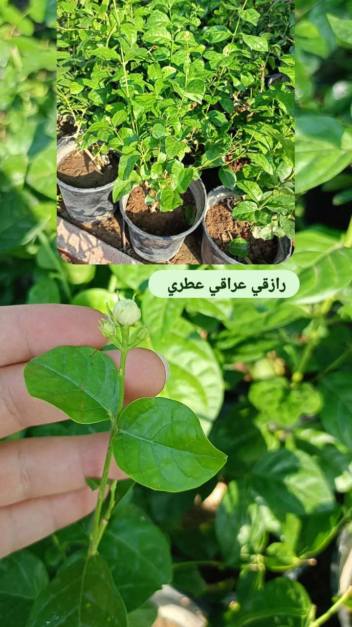 جاتروفا • ورد جعفري • سريعة النمو