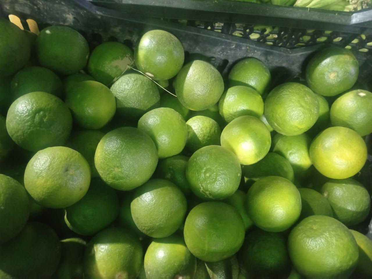 خضرة طازجة • فواكه منوّعة • شارع 20