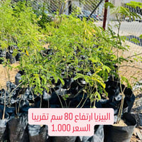 مشتل سما الربيع • حملة تشجير • البيزيا
