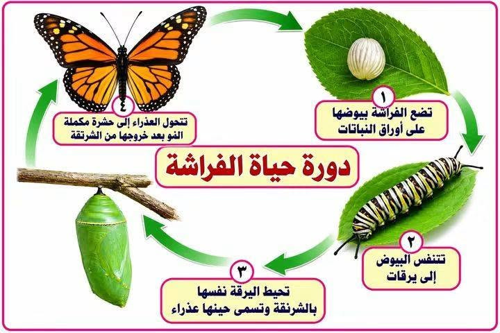 وسائل تعلم • مقاس A3 • منهج كامل