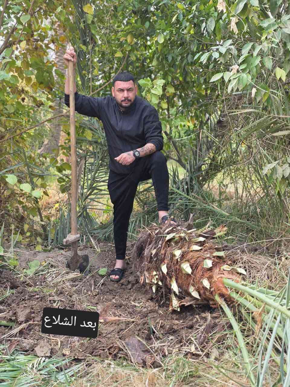 سلام عليكم ورحمة الله وبركاته
نعمل في قص النخيل ونبك ولقلنطوز /وحش الحدائق وتنظيف الحدائق🌴  🌳 عمل جيد وتكريب وكص التمر وتركيس وتلقيح النخل وشلع وزرع النخل وتظيف ونقل النخلة أو الشجرة بعد قصها إلى مكان بعيد عن المنزل... وكذلك تنظيف النخل وتقليم الكابرس.... الإتصال على هذا الرقم(*********** /***********) في خدمتكم أن شاء الله تعالى ومن الله التوفيق🤲🌴

نص مكتوب في الصور:
- سويته بستان
- رقم صعب سجاد
- شغلنا
- بعد الشلاع
- قبل شلاع
- بعد شغل
- وهنا ختمنه شغل كملت المزرعه
