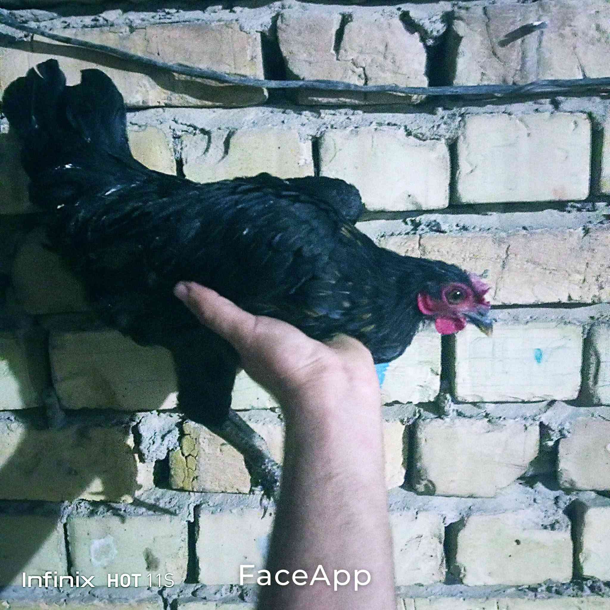ديك • دجاجة • سبع البور الضباط