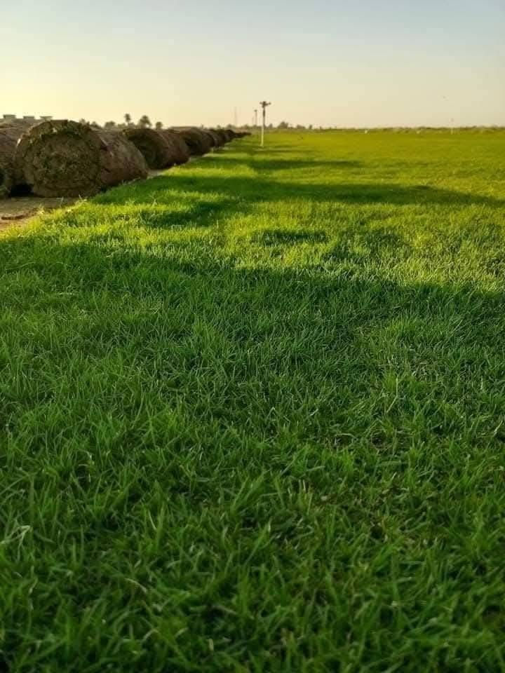 ثيل أسترالي درجه اولى مقاوم للحرارة البيع 
‏‪***********‬‏ مكاني البصرة زبير
