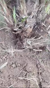 ديكور • حديقة