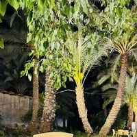 ايجار • مطعم • بستان النخيل