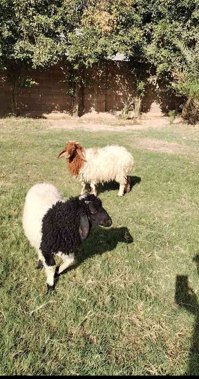 طليان 2 • افحله • التاجي