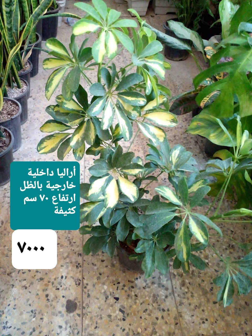 سلام عليكم
عرض نباتات داخلية كثيفة ..
عرض بتموس السلسبيل  15 L
فقط ب ٥٠٠٠
عصا موسى 
١٢٥٠....١٧٥٠....٢٠٠٠...٢٥٠٠
موقعنا ..
بغداد ..حي العدل ..شارع الأسواق المركزية ...مقايل مدرسة الأرض السعيدة ...داخل قيصرية عباس 
للحجز او الإستفسار 
المسنجر أو الواتسآب ●***********●

نص مكتوب في الصور:
- اريكاريا داخلية ارتفاع متر ٨٥٠٠
- أراليا داخلية خارجية بالظل ارتفاع ٧٠ سم كثيفة ٧٠٠٠
- بلبلب مرمري
- ٥٠٠٠
- جلونيما خضراء خشنة ٨٥٠٠
- ١٢٥٠٠
- جلد النمر
- ارتفاع ١٢٠ سم
- زاميا داخلي كثيفة ارتفاع 65 سم ١٤٥٠٠
- يوكا هولندي
- أحادي ارتفاع ١٥٠ سم
- ١٤٠٠٠
- یوکا ثلاثیة ارتفاع ٧٥ سم ١٣٠٠٠
- كريتون داخلي ارتفاع 85 سم كثيف جدا 11000