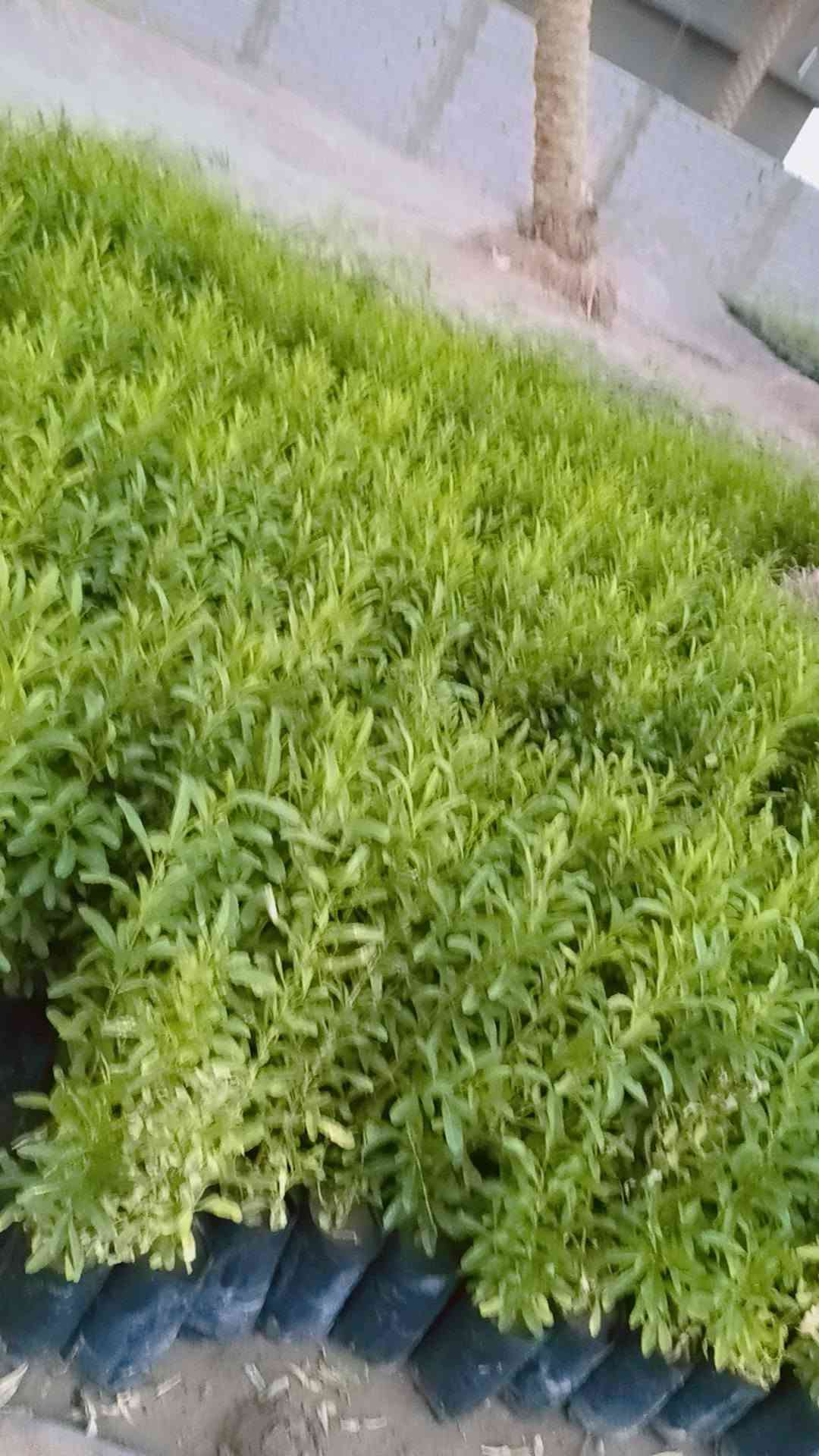 مساء الورد عليكم تحياتي للجميع 🌺

اليوم وصلت وجبه جديده جميع انواع الاشجار🌺

 اهلاً وسهلا  بيكم مشتل يم الامام بكر عليه السلام بابل

مشتل نور المرتضى👉👉

 رقم الهاتف بيه واتساب راسلوني وتداللون موجود توصيل 

 

***********
