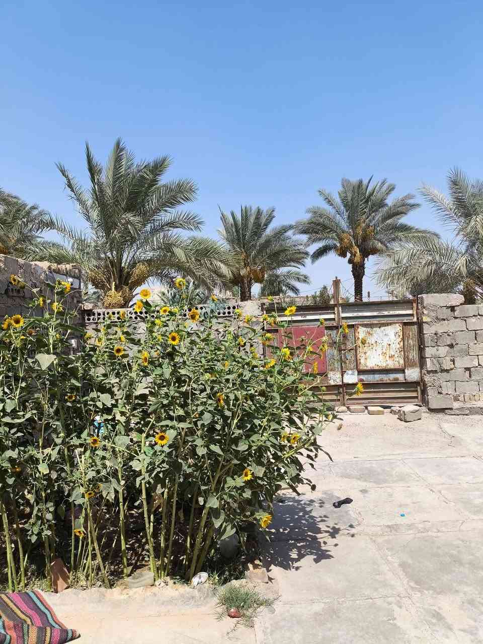 بيت اصلاح زراعي مسجل بالطابو للبيع المساحة الكلي ٥٥٠ متر العنوان حله حي العسكري ٨٠ الثانية للأستفسار ***********
