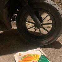 ماكس عدله • دخان • شغاله
