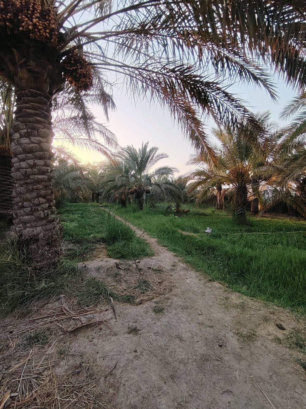 بستان مساحته دونم ونص  نخل حمال للبيع سوق الشيوخ السادة الشرامطة للاستفسار التواصل عبر الواتساب  ***********