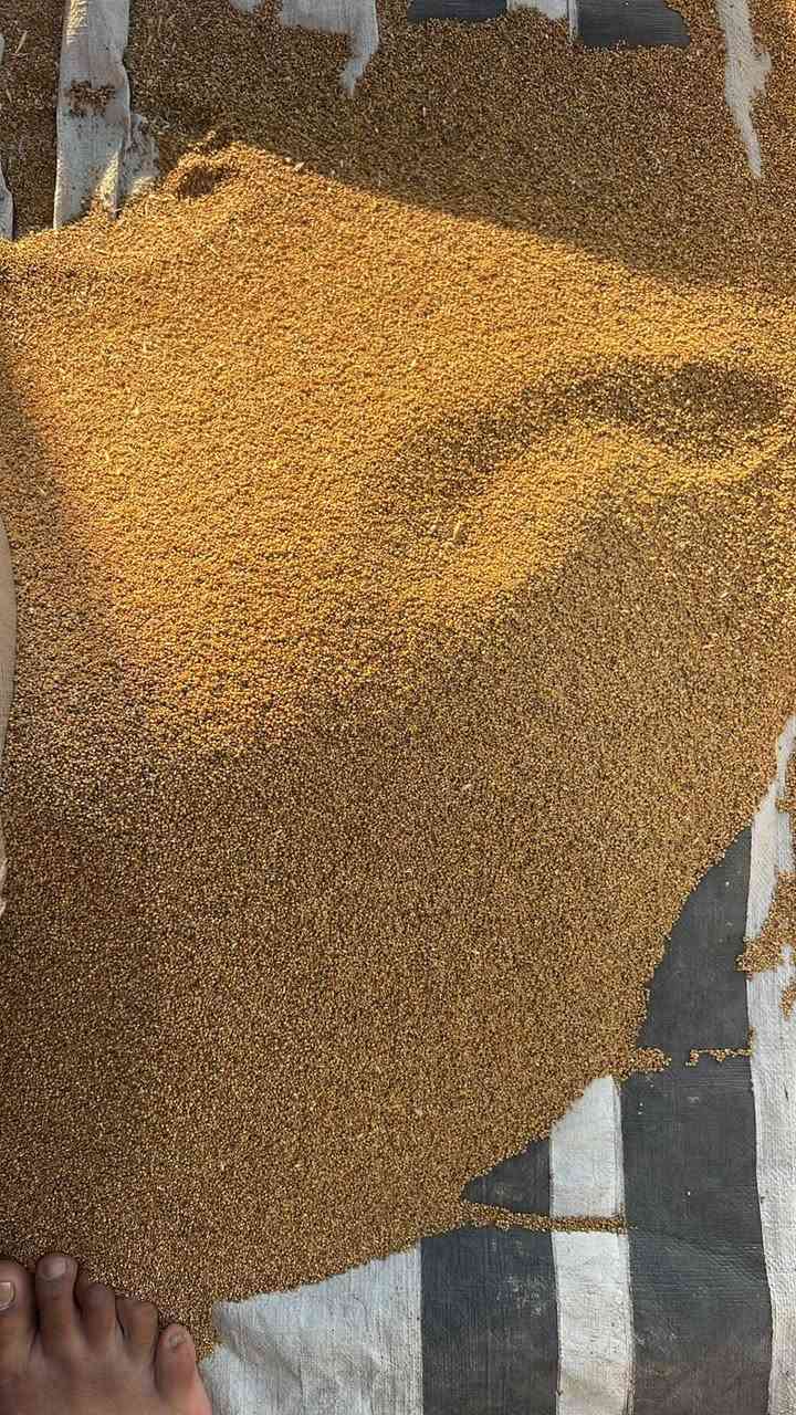 برسيم للبيع ديالى الخالص ***********
