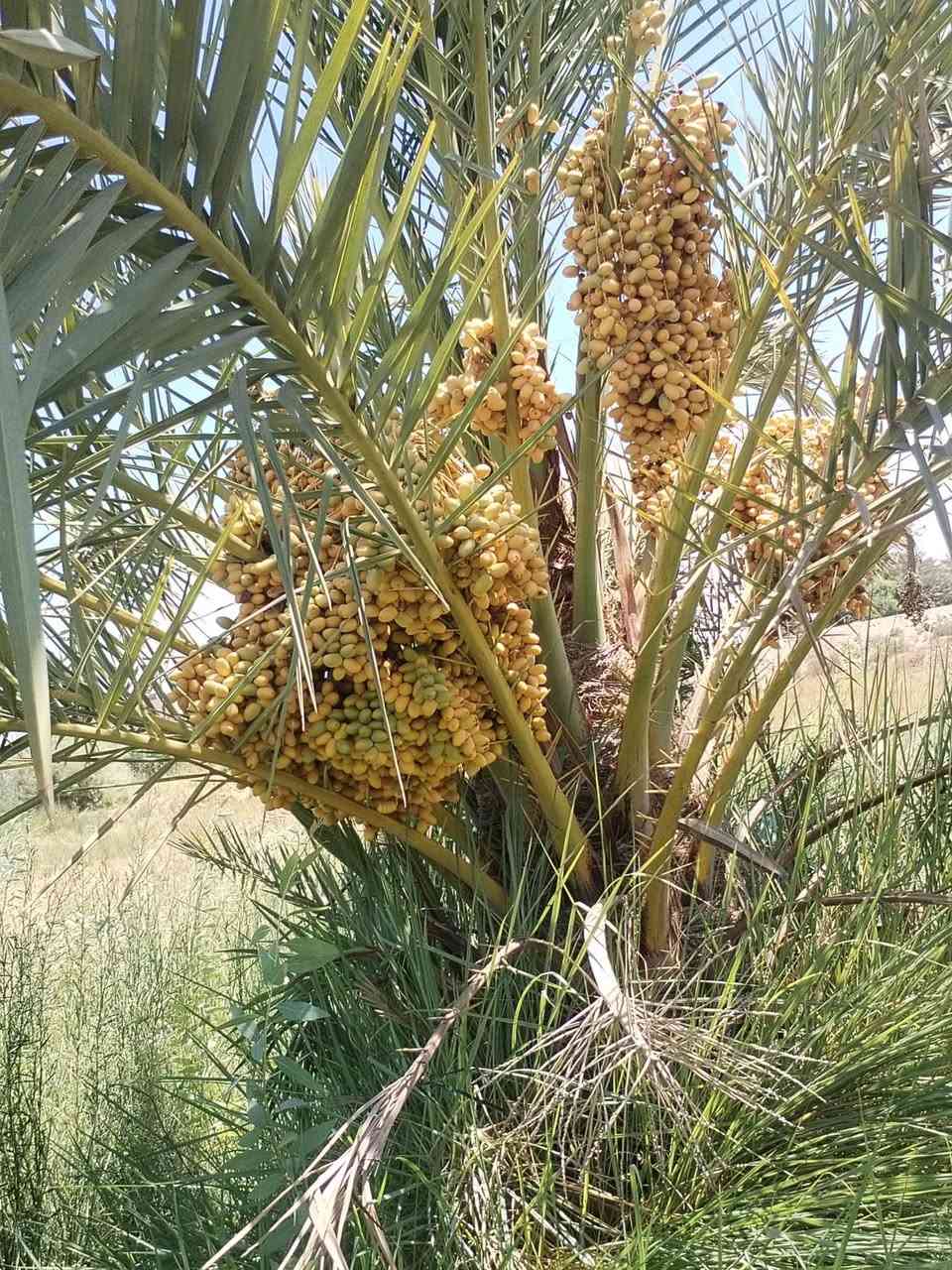ارض زراعيه دونم في النجف جسر ام عباسيات قرب  مدرسة الفائزين
تحتوي على 20 نخله قسم حمال و تين 
وتحتوي على روائي(مشروع) على سدرها 
و تحتوي على بريمه 
وتحتوي على كافة الخدمات ماء مجاري كهرباء 
قريبه على المدارس ابتدائيه و ثانويه و تحتوي على نفضه 
باقي التفاصيل.... ***********
