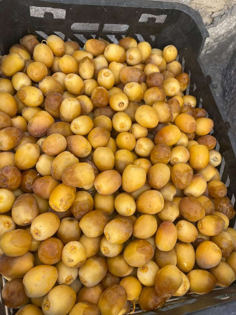 متوفر برحي نص ونص كيلو ب ٣٠٠٠ يخبل
نوعيه ثاني تبرزل لتجميد سعر ١٥٠٠
متوفر خظراوي ب٢٠٠٠
