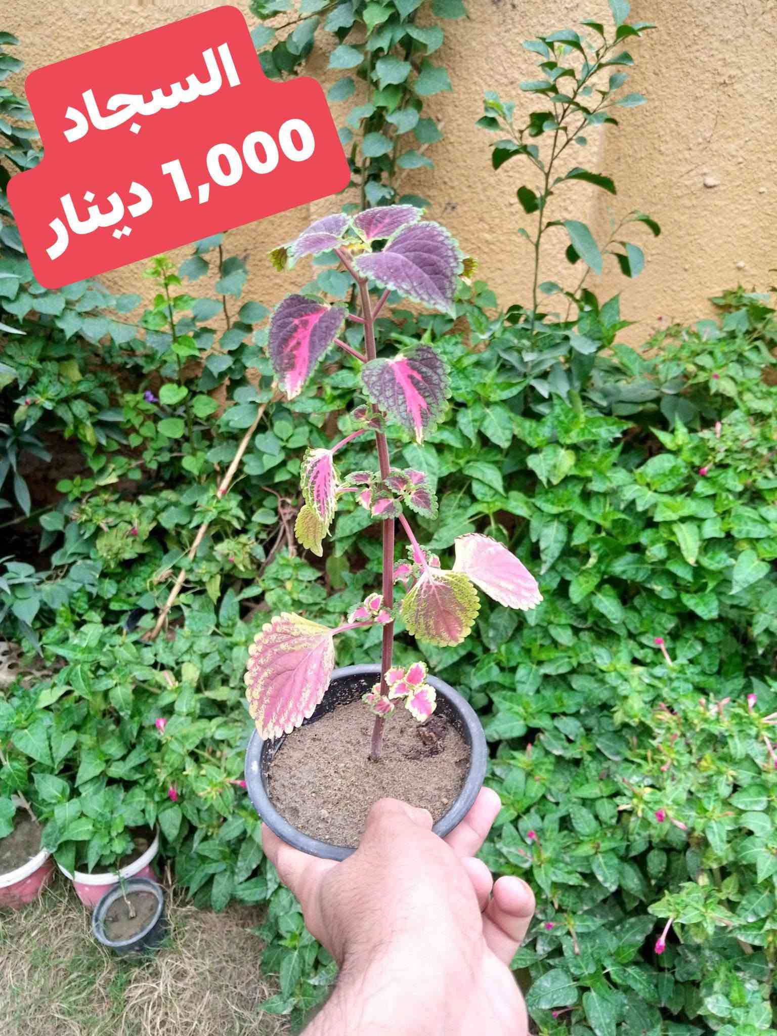 زرعات • مشتل زهور الجنة • توصيل الحسن العسكري