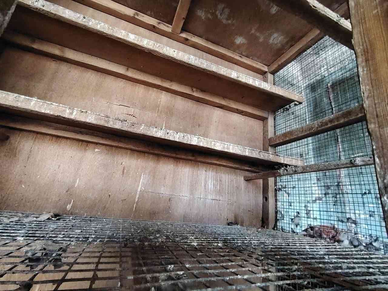 السلام عليكم قفص طابقين للبيع جرارات دبل بيارسي نضيف كلش ارتفاع مترين و15 عرض متر 75 نزال 70 مكاني النهروان السعر 75 وبي مجال علق ادخلك خاص او اتصل على الرقم ***********
