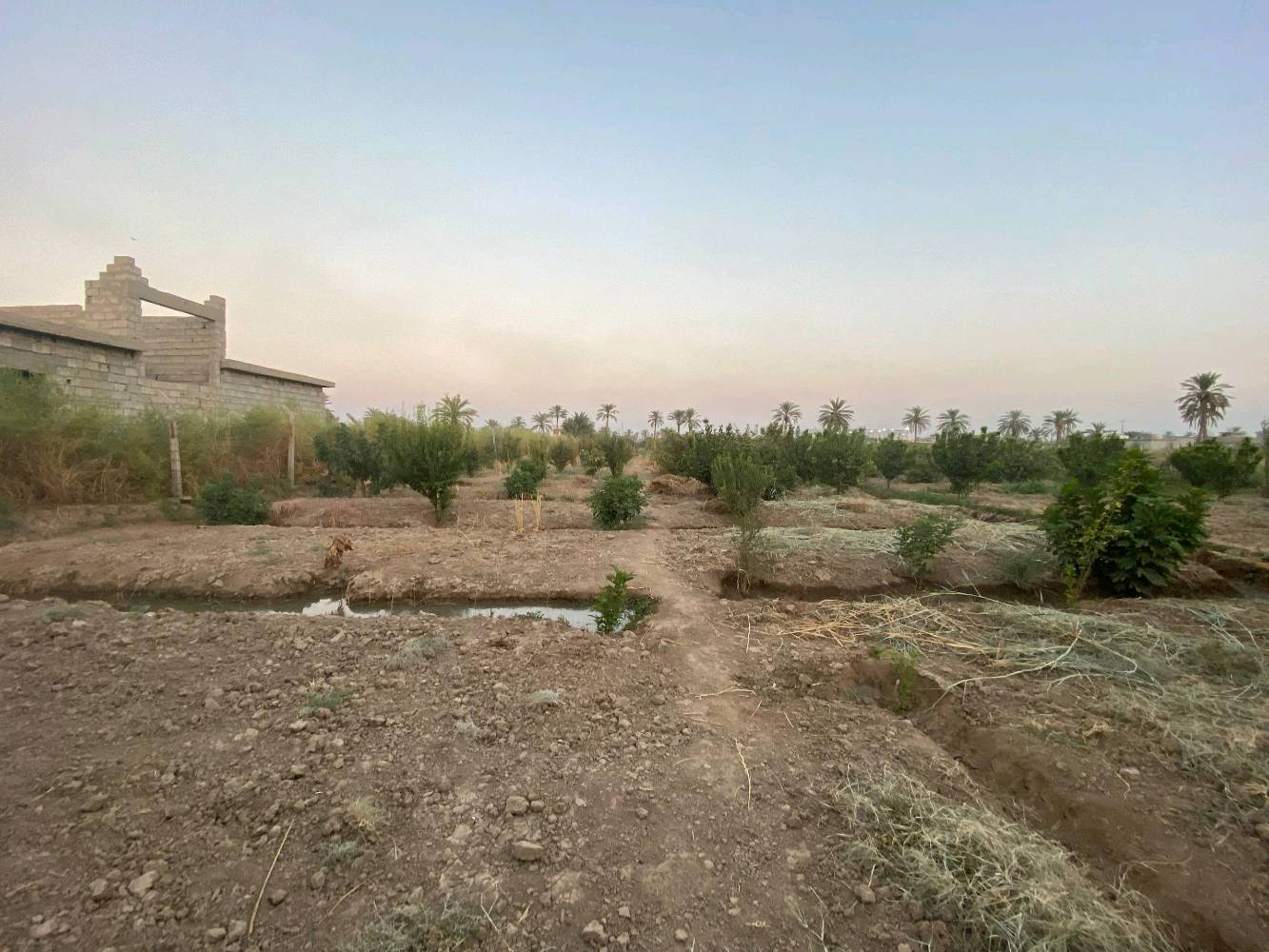 بستان زراعية للبيع الموقع صلاح الدين عزبز بلد مدخل 5  للاستفسار الاتصال بالرقم التالي *********** يوجد فيها آبار عدد 2 وكهرباء وماء حلو واشجار فواكه آلو مشمش تين لنك الدنيا تفاح كوجه الخ