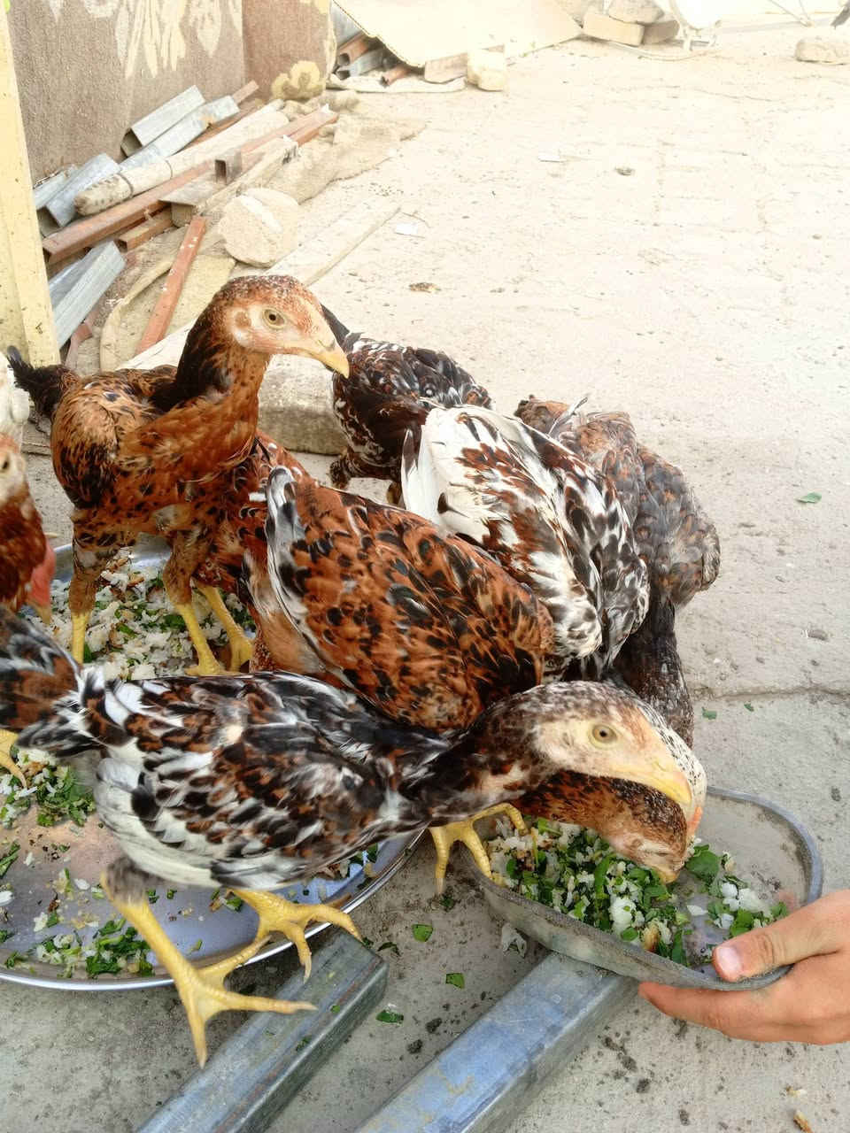 سلام عليكم شباب عندي فراريج هراتيات العمر6أشهر الاستفسار مراسله خاص.او اتصال على رقم  رقمي  ‏‪***********‬‏ العدد 6 ازواج مكاني النجف الاشرف ابو صخير
