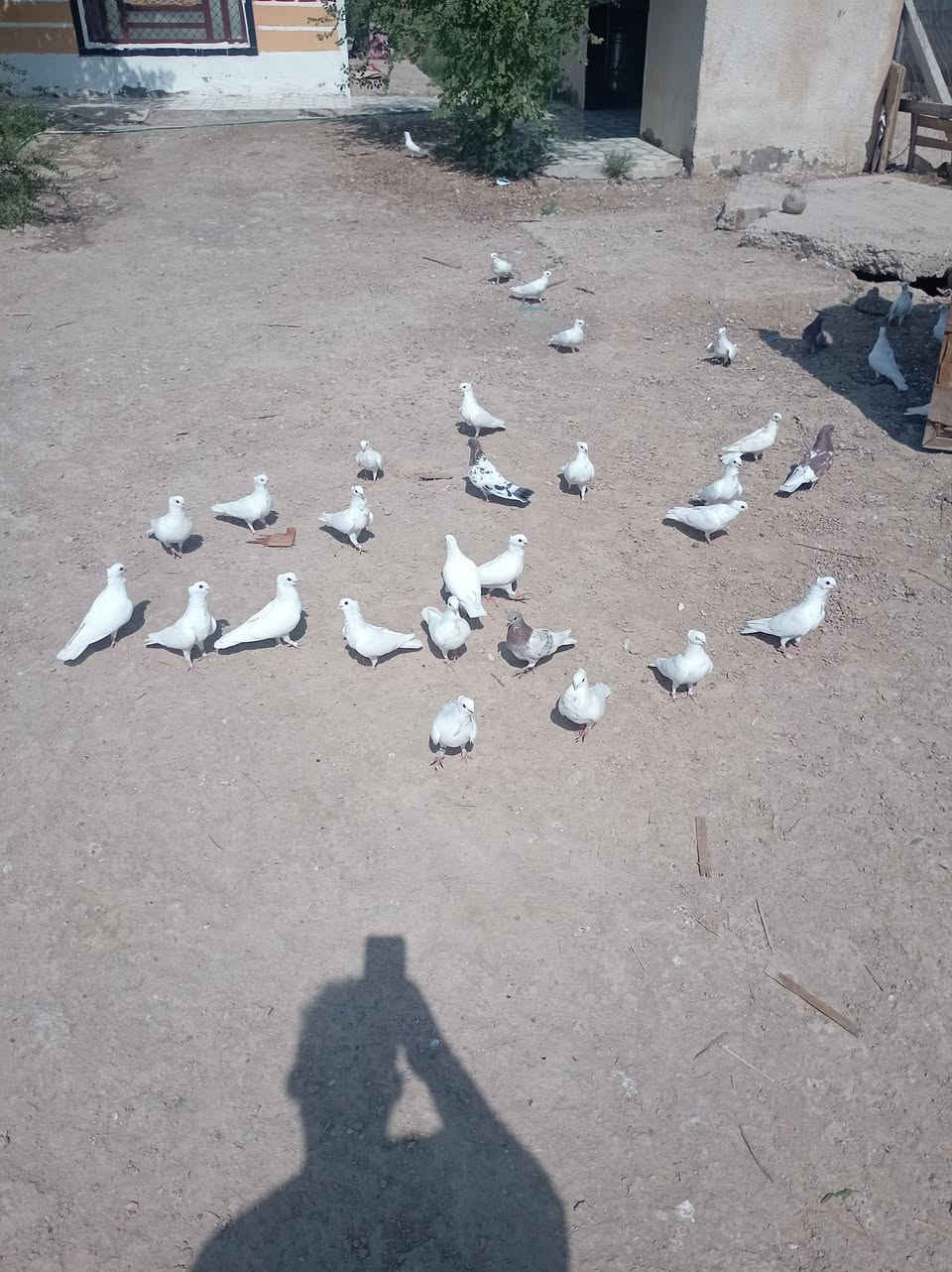 طيور • للبيع • نعمانيه