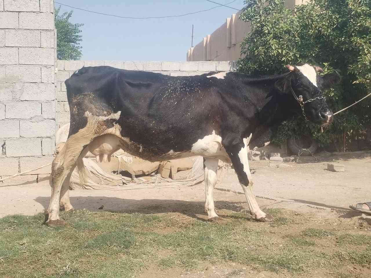 حليب • دسامه • ناحية الزاب