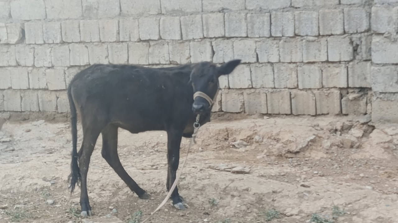 حوليه • ناصحة • ٥ أشهر