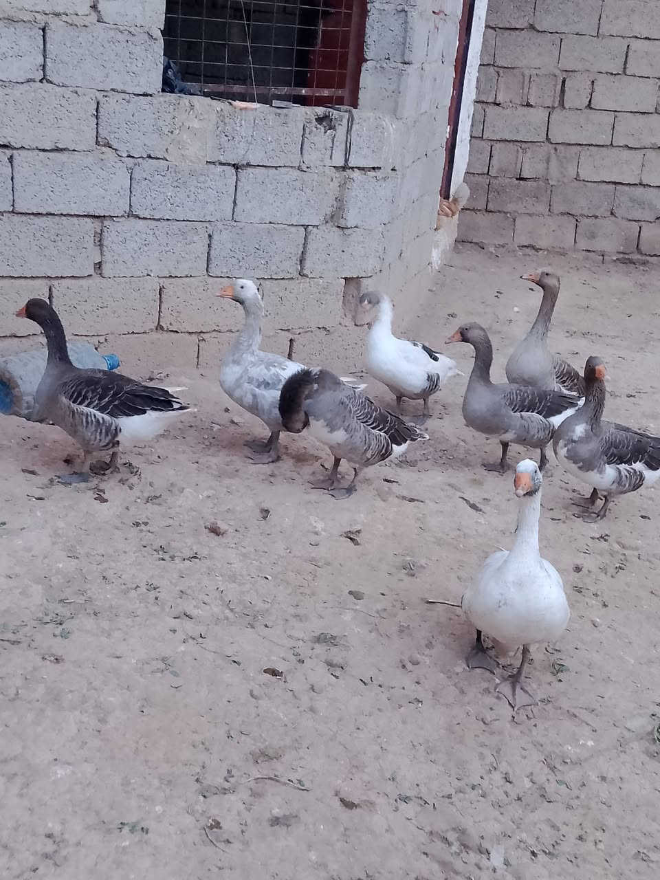 شلع زوج • ٦٠ بي • ينكجه