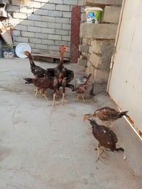دجاج اهراتي • اصلي • قضاء الهوير