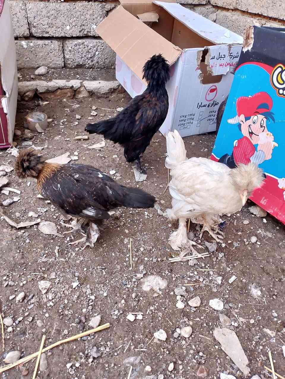 فراريج مسقووف   عمر من  6  اشهر لي7  فراريج سلطاني عمر 4 اشهر    5 تك بطات رصاصي وزوج احمر بطات   خابر ونتفاهم ***********
