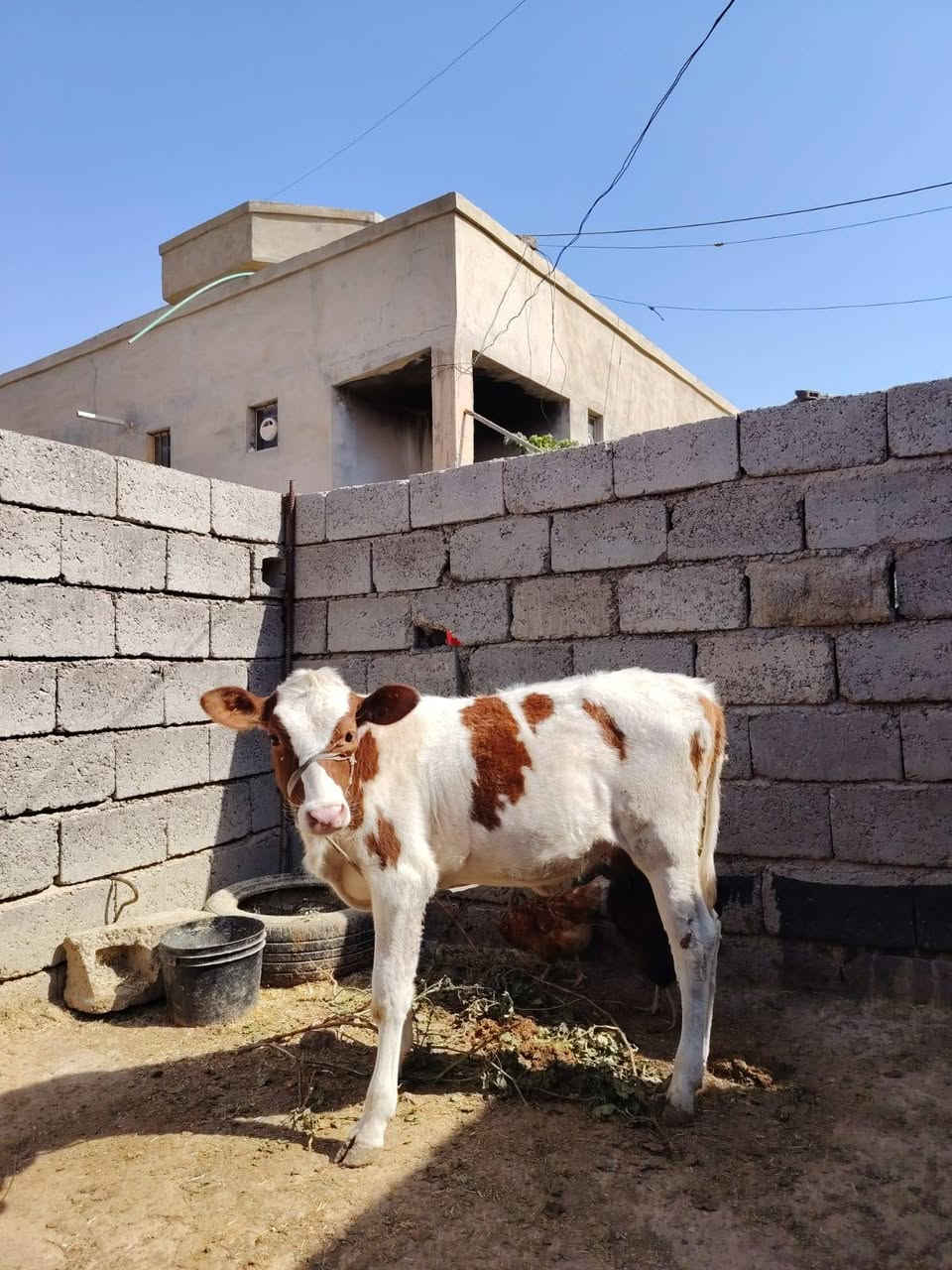 حوليه هولنديه • درجه اولى • الزاب