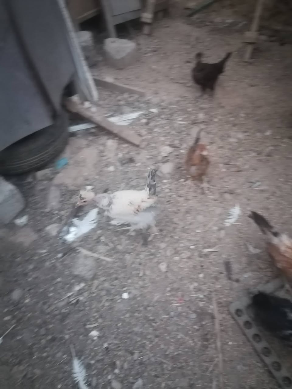متاح فراريج عرب ابو ركيبه عدد ١٢ مكان برطله سعر زوج ١٦ عمر ٤تشهر
