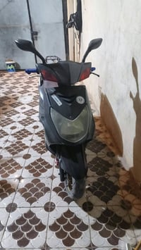 سكنس فحل • ياباني • مشمشي
