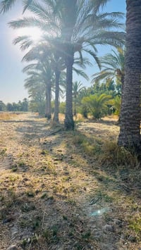 بستان كامل • ١٠٠ • ١-٤م