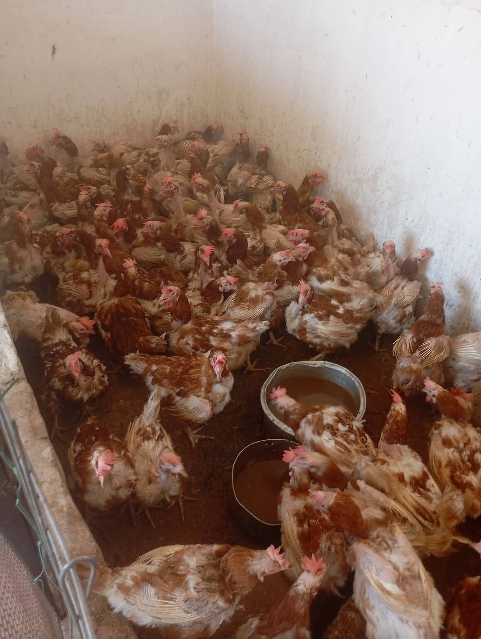 يتوفر وجبه جديده دجاج احمر بياض العنوان شارع العام شارع المعارض 3دجاجات ب 10وزن كيلوين ونص دجاج شرط درجه ولى ***********
