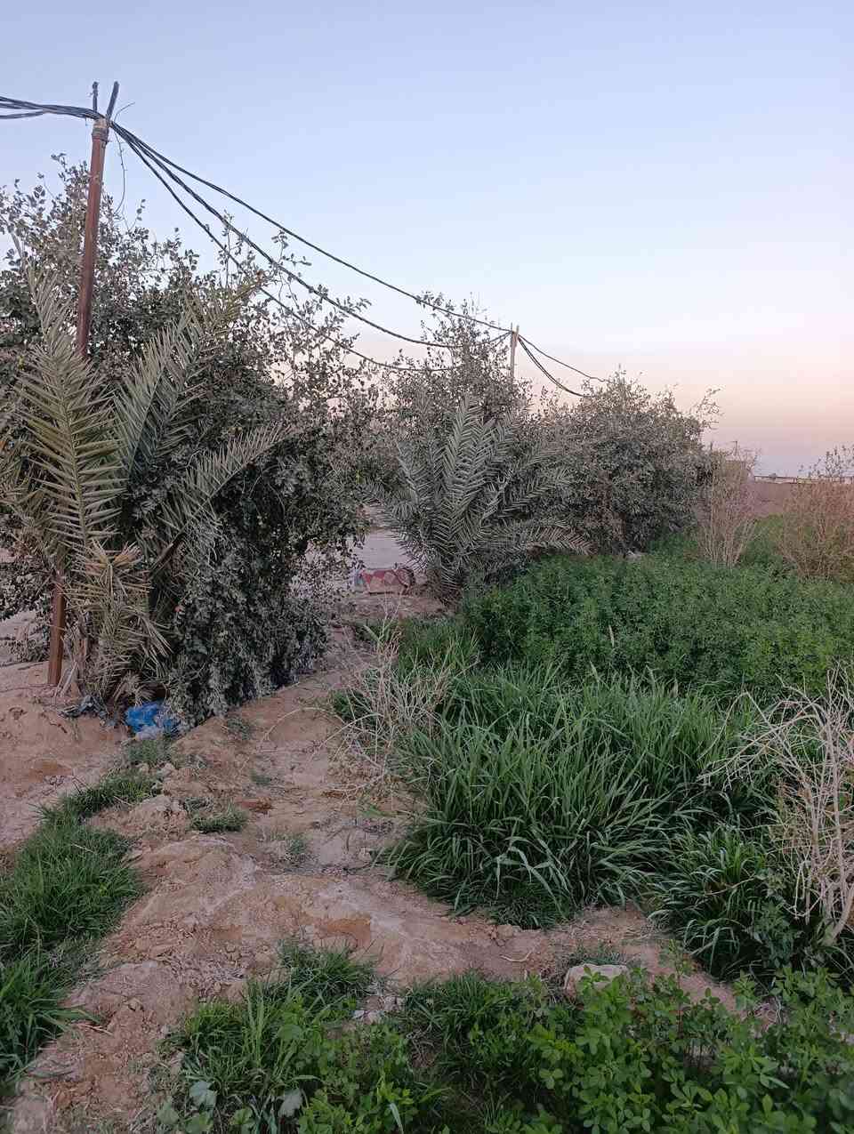 السلام عليكم مزرعه للبيع مساحتها 2 دونم و500 متر المزرعه جاهزه مزروعه تحتوي على حقل للحلال عجوله او غير ذلك من الحلال وايضا كرفان يحتوي على غرفتين خدمات موجوده ماء وكهرباء حجم البير البوري ابو العشره ماطور غطاس ابو العشره حصان  المكان نجف شارع كربلاء عمود 176.  اللي يحب يشتري يدلل السعر مناسب  ***********
