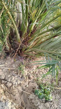نخيل برحي • نسيجي • البصره الهارته