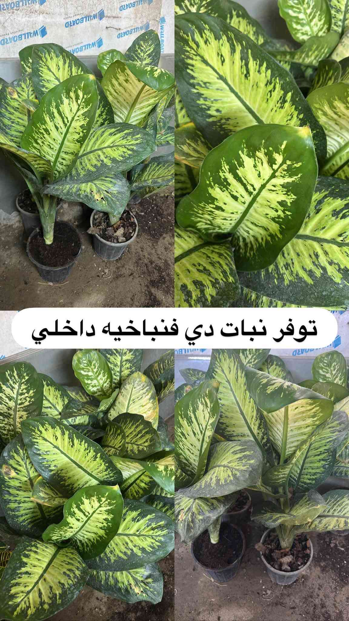 اللهم صلي وسلم على سيدنا محمد وعلى اله وصحبة وسلم تسليما.
توفر في مشتل ابو علي الفراجي أنواع الورود المختلفه وضليات 🤍

العنوان : بغداد /سلمان باك / قرب جامع سعد /شارع الحدادين 🤍

سوينا لكم بيج على برنامج الإنستقرام لكي نجاوب على اسئلتكم المتنوعه 

اسم البيج : بيج مشتل ابو علي الفراجي 

يوزر البيج: l0.33.m

رابط البيج:https://www.instagram.com/l0.33.m?igsh=bGZmMGw4bTN2ODZw

مشتل ابو علي الفراجي يرحب بالجميع 🤍

نص مكتوب في الصور:
- مشاتل ابو علي الفراجي لبيع الزهور والورود والنباتات وكافة أشجار الحمضيات والنفضيات والنخيل وكافة الشتلات خضرة طبيعية ... لحياة أجمل *********** / *********** I.O.33.m أجمل الزهور وأروع النباتات بأسعار مناسبة مشتل أبو علي الفراجي خير الطبيعة ... بين إيديك زهور وورد نباتات زينة أشجار حمضيات أشجار نفضية نخيل شتلات وستاندين نزرع اليوم .. جمال الغد بغداد - سلمان باك - شارع الحدادين
- توفر لبلاپ متدلي كثيف
- توفر نبات الفيتونيا الداخلي
- توفر لبلاب عامودي كثيف
- توفر جلد النمر حجم كبير
- توفر شجره اريكاريا داخليه
- توفر نبات دي فنباخيه داخلي
- توفر نبات الكراتون داخلي
- توفر نبات كلومنيا الداخلي