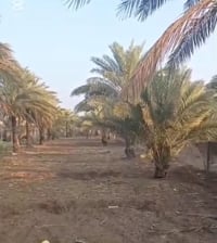 دونمين • واجهة ٤٠م • أبو زرع