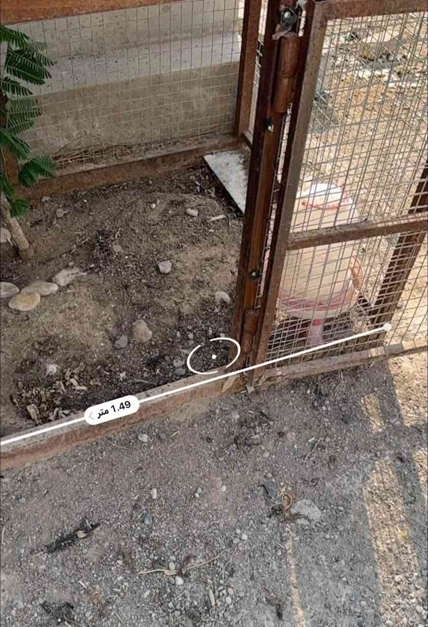 قفص للبيع

قفص للبيع، متعدد الاستخدامات ومناسب لتربية الدجاج والطيور والكلاب 🐔🐦🐕
متين وعملي، وينفع للبيت أو الحوش أو المزرعة.

للمهتمين والاستفسار، مراسلة خاص
او واتساب ‭***********‬

خانقين
