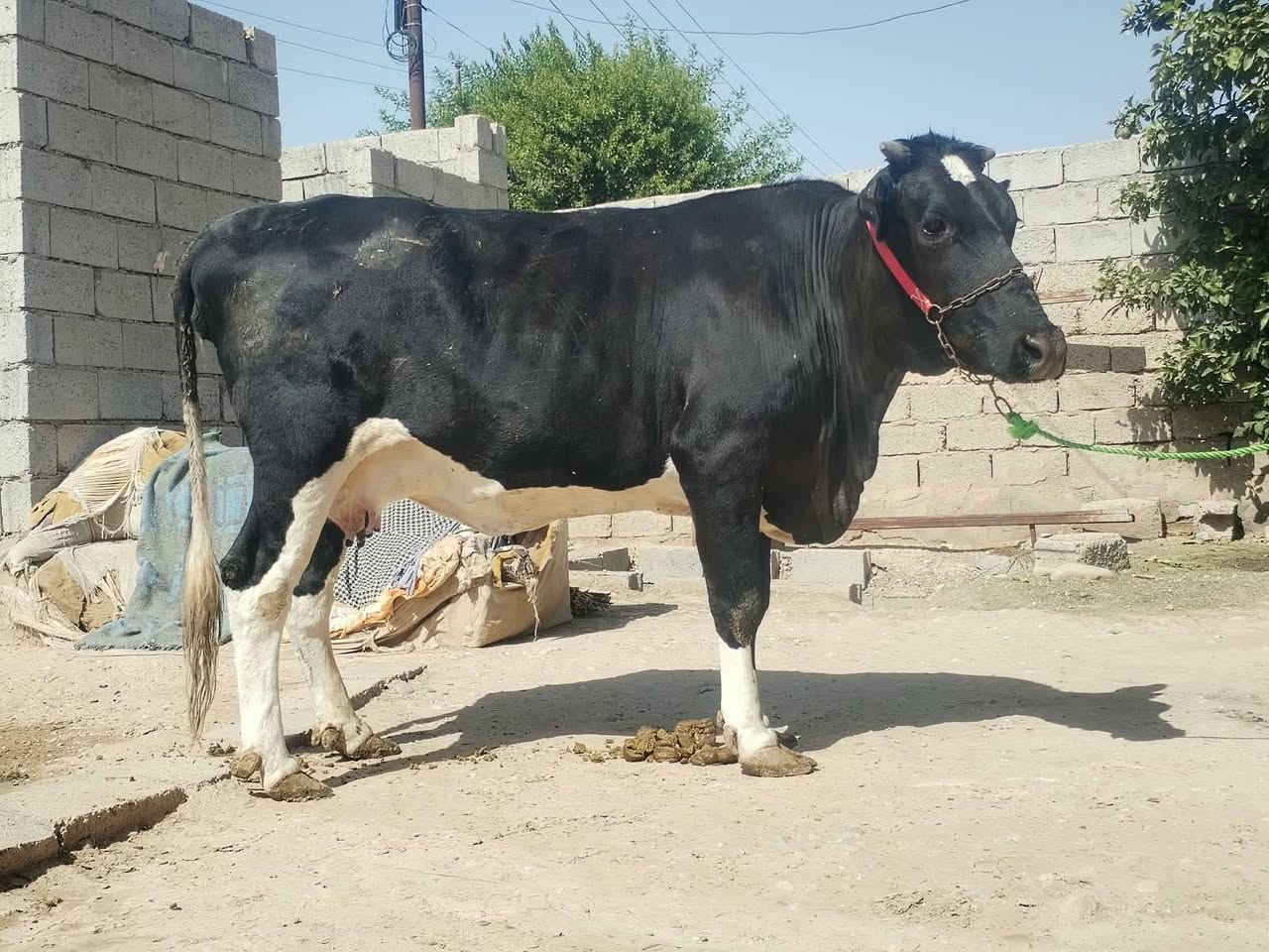 ناحيةالزاب • تحلب • ٨ أشهر