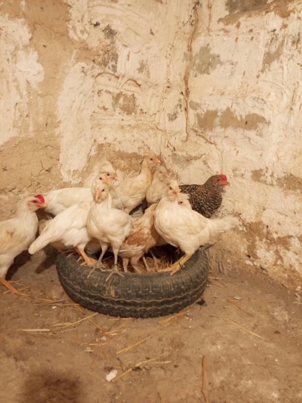 گوپن • باڕۆکی • ڕزگاری