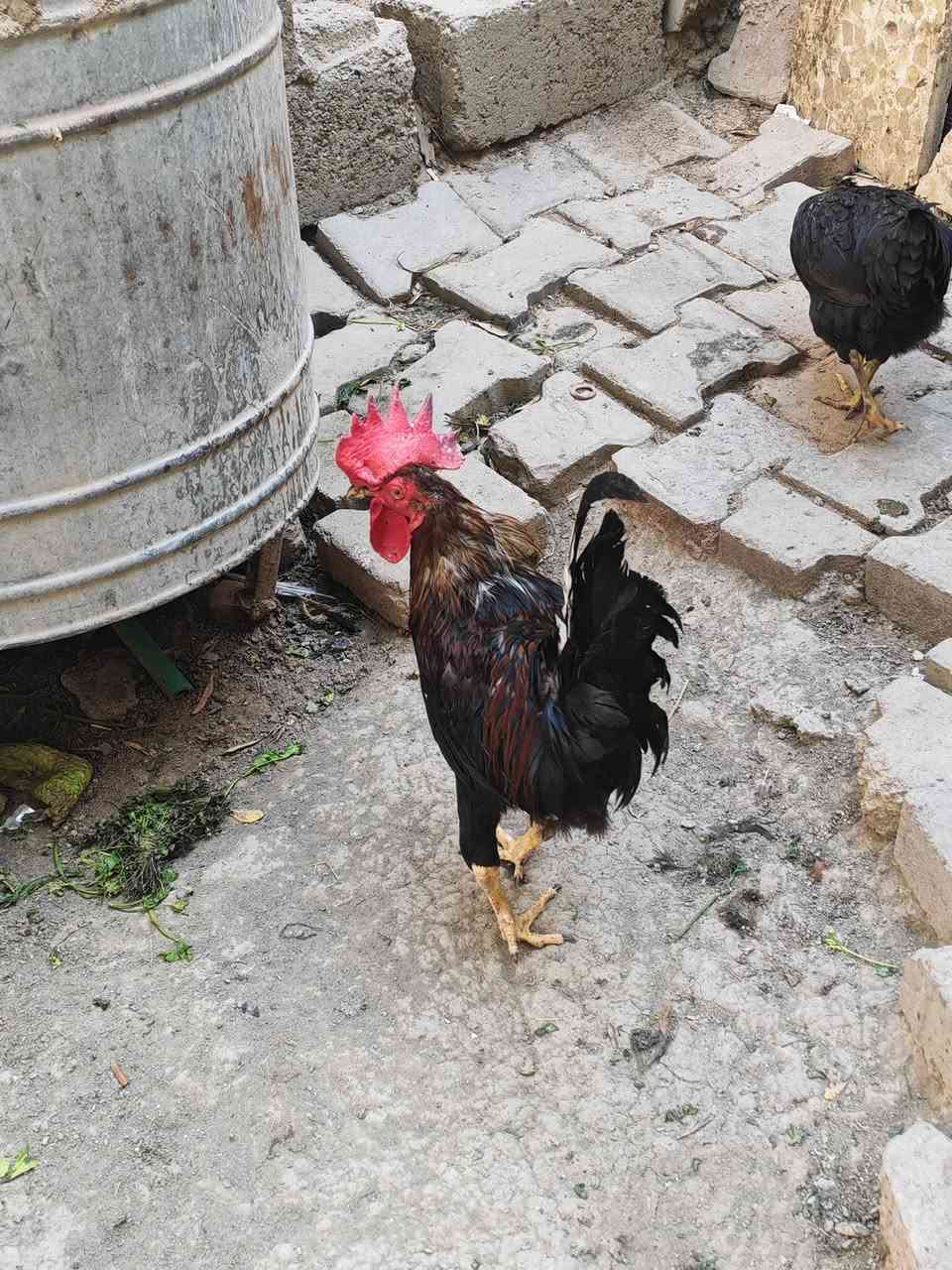 ديوجه • ٨ حبات • المحمودية