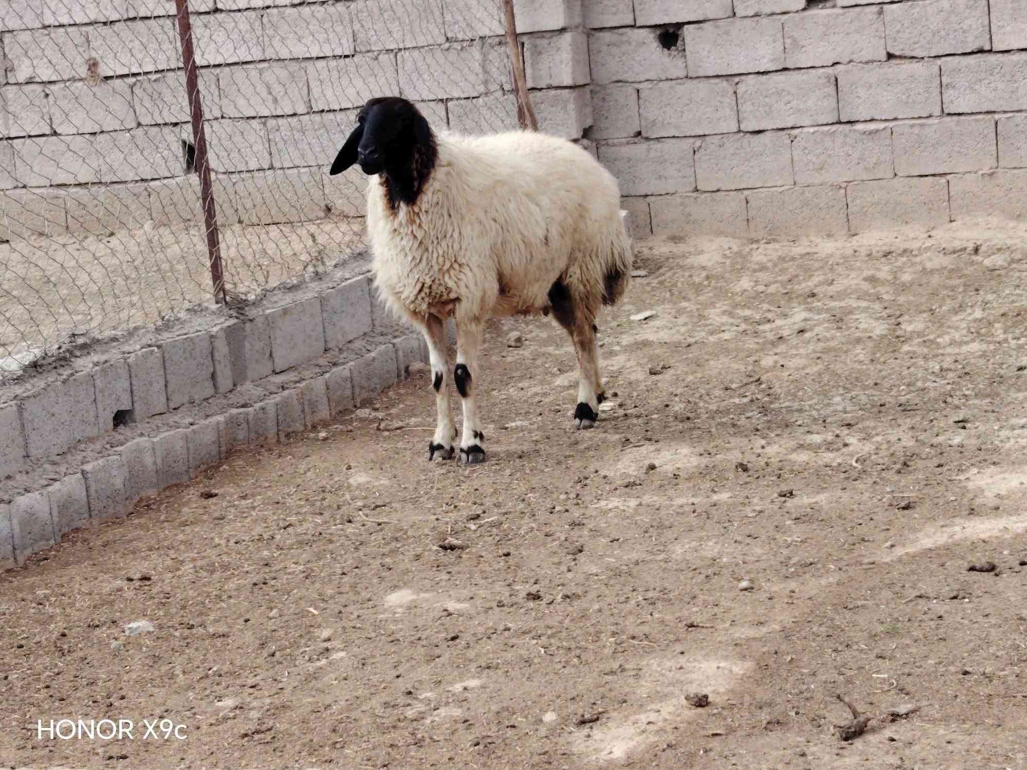هونر X9c • موبايل • للبيع