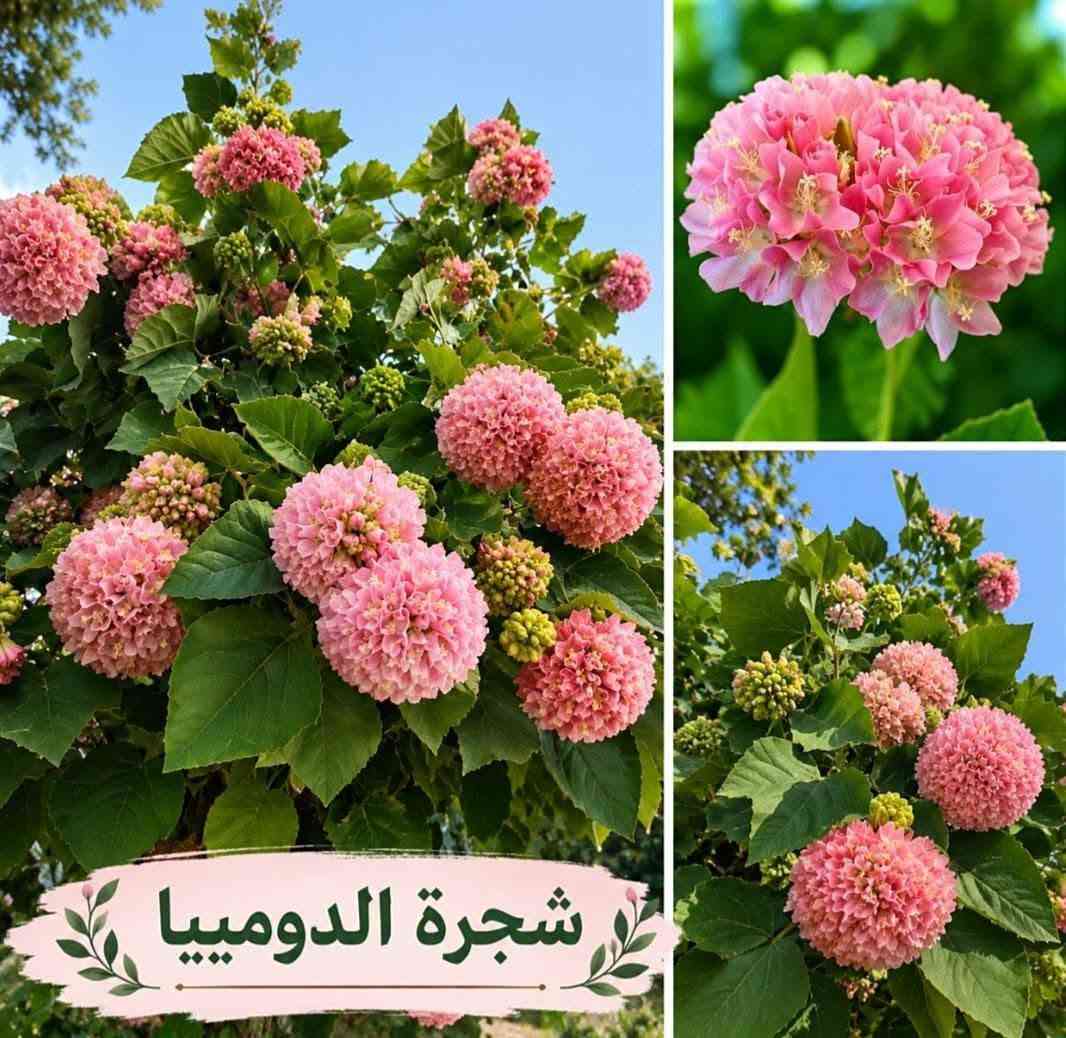 أشجار زينة • أنواع متعددة • توصيل لجميع المحافظات