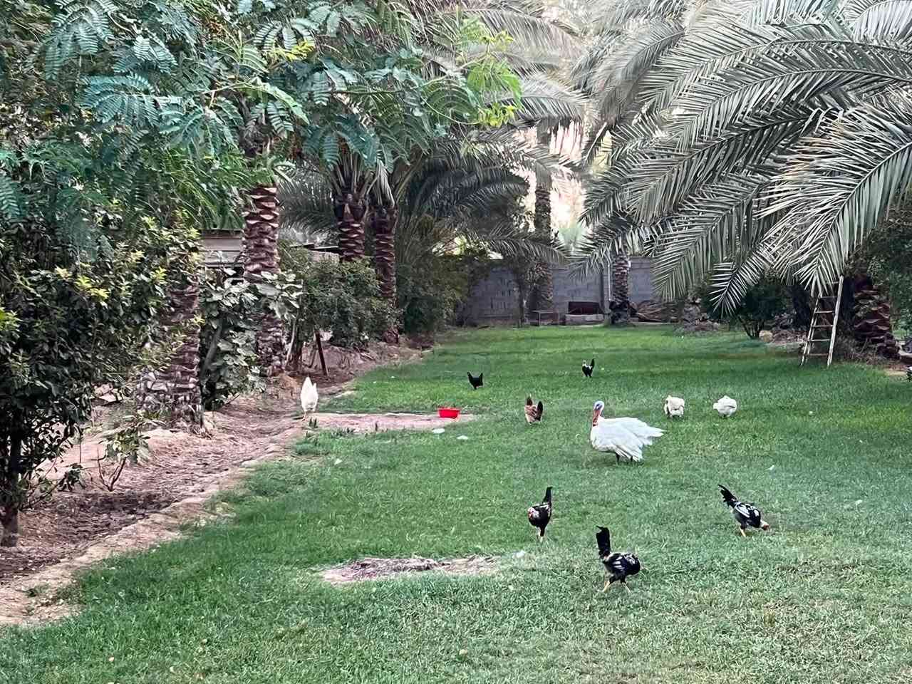 سلام عليكم 
دونم بي بيتين بيت 200 متر وبيت 120 متر  كربلاء الزبيليه منطقة العامريه  عمود 108 قرب سيطرة البراهميه 
بيع او امراوس بيت 
بستان مخدوم بي اكثر من 40 نخله ملون وتين ورمان وتفاح وحمضيات بي محميه مال حيوات 
خط مولد ذهبي وبي مولد كبيره ومولد صغيره 
اذا تريد راسلني عله واتساب ادزلك فيديوات 
***********
