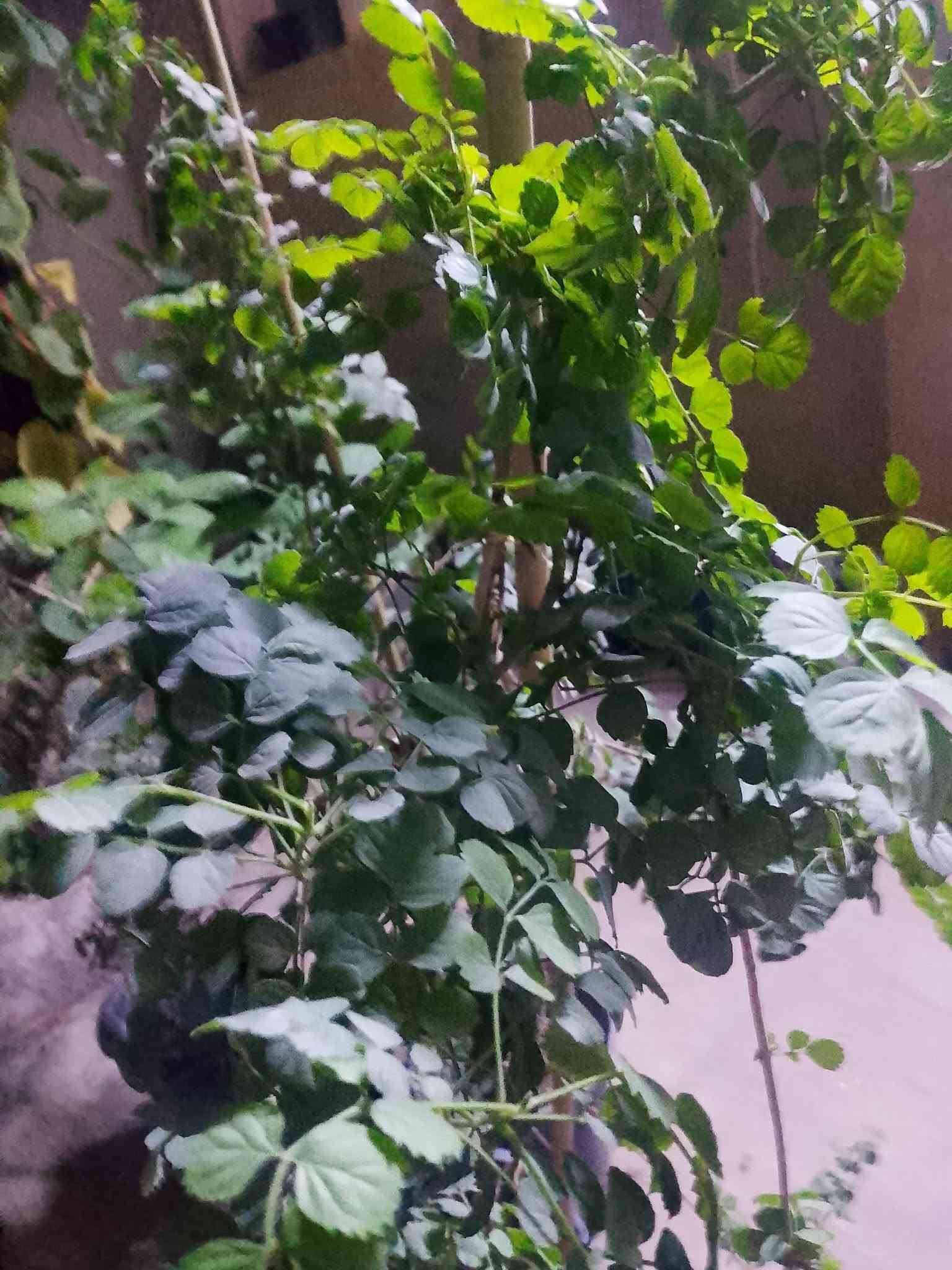 نباتات ظل • سنادين فخار • توصيل القيارة