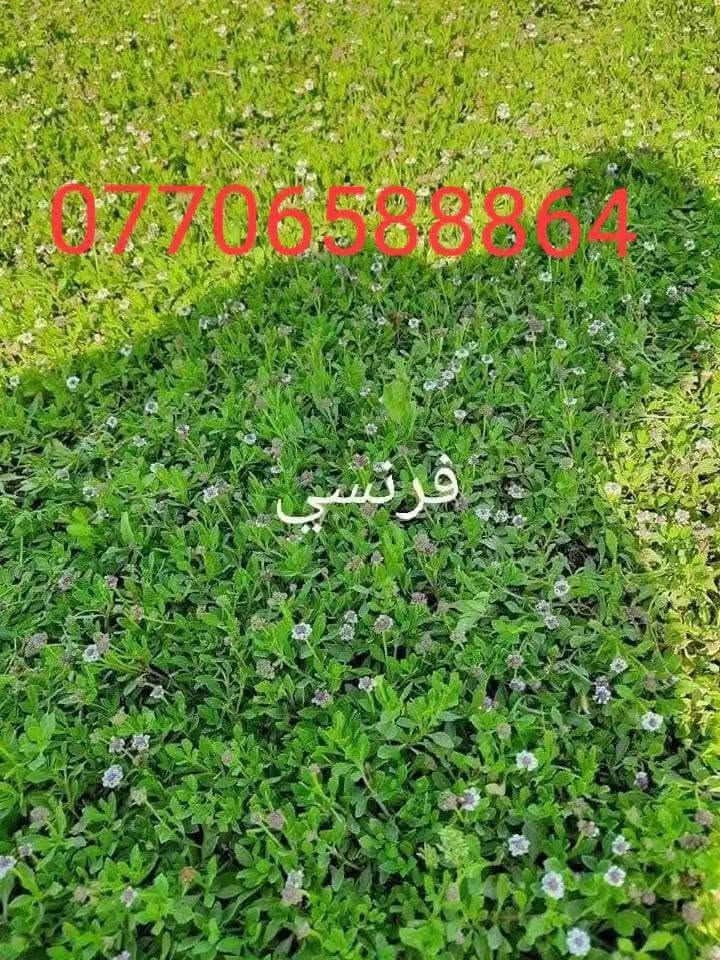 متابعينة الكرام //يتوفر جميع انواع الثيل من مزرعة  مشتل التاجي (ثيل هندي )(ثيل فرنسي )(ثيل ايطالي) بسعار مناسبه يوصلك الباب البيت مباشر من المزرعه فريش وريان للحجز والاستفسار
*********** يتوفر واتساب
*********** يتوفر واتساب
متابعينة الكرام //يتوفر جميع انواع الثيل من مزرعة  مشتل التاجي (ثيل هندي )(ثيل فرنسي )(ثيل ايطالي) بسعار مناسبه يوصلك الباب البيت مباشر من المزرعه فريش وريان للحجز والاستفسار

نص مكتوب في الصور:
- ثيل هندى درجة اولى ***********
- *********** فرنسي
- ثيل هندی درجة اولى ***********
- زميج خاص للحدائق ***********