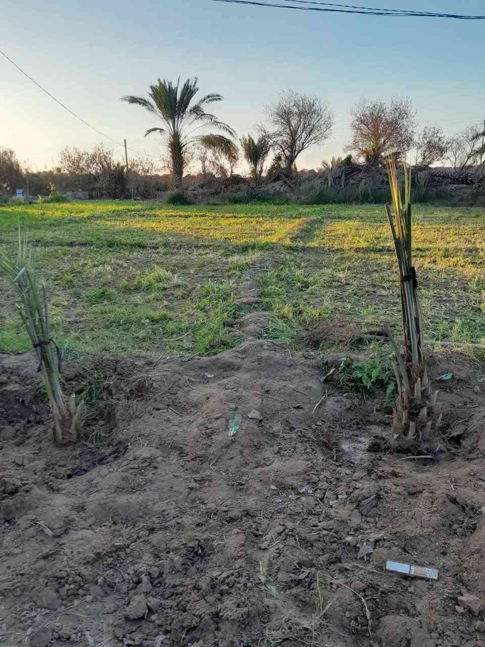 بسم لله الرحمن الرحيم 
گاع للبيع سبعه دونم + بيت يتكون من غرفتين وصاله ومطبخ واستقبال  + بستان  + محصار حلال  البيت جاهز للسكن في ذي قار قضاء الشطره  البدعة  طريق ال سيد حمد ( منطقة ال حشيش )قرب مدرسة الخمائل الابتدائية  السعر 45 
للاستفسار الاتصال على الرقم (( *********** )) 
غير متواجد على الفيس بوك
