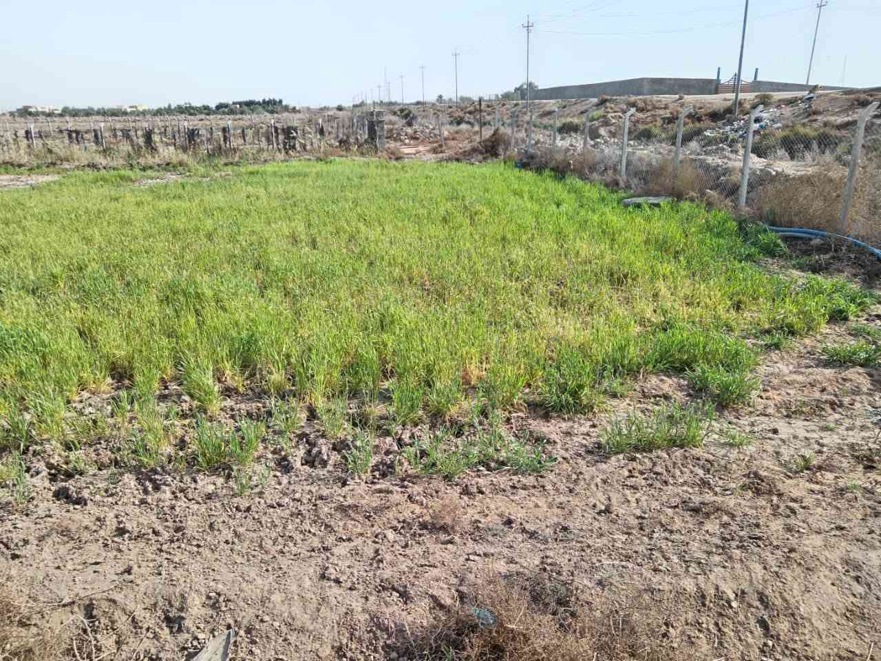 السلام عليكم ارض للبيع عقد 117 المساحه 2دونم في منطقه المزبانيه استفسار الاتصال على الرقم***********

نص مكتوب في الصور:
- دونمين ونص للبيع
- عرض ٤٠
- أسالة المرياعة
- كروب عقارات ميسان العام
- أراضي البتيرة · 🌍 · 43m ·
- دونمين ونص وجة ٤٠ متر
- بصف الأسأله الي في المزبانيه
- يتوفر ماء وكهرباء
- وراء سقي ٣انج
- تبعد عن المدارس ابتدائيه ومتوسطة ٣٠٠ متر
- موقع لأرض بأول تعليق
- دونمين ونص للبيع عرض ٤٠ أسانة المزيرعة